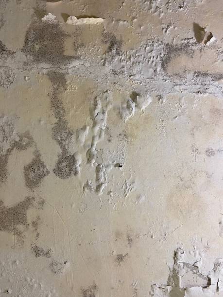 Best Emergency Mold Removal  in Wanatah, IN