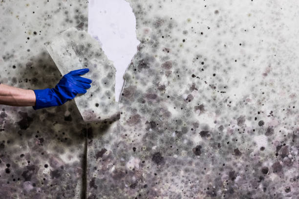 Best Local Mold Removal Service  in Wanatah, IN